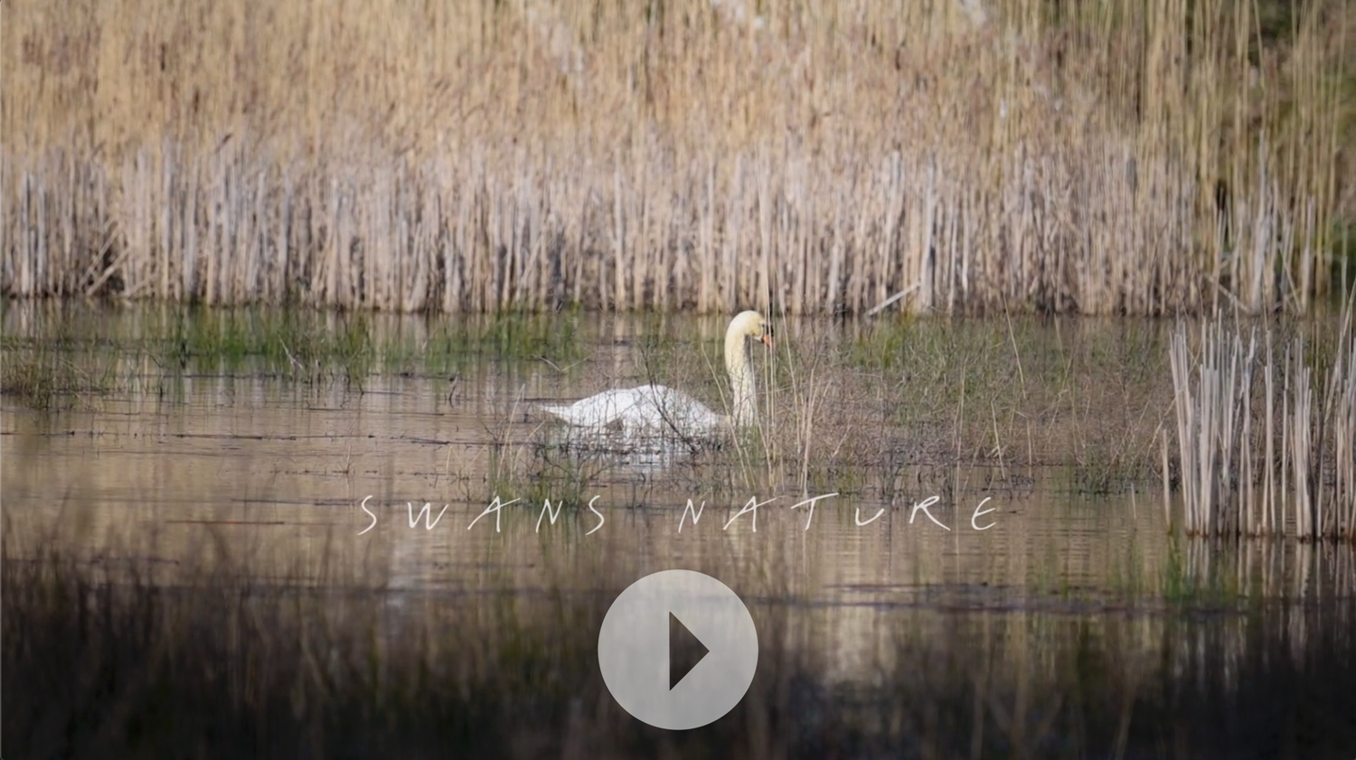 Svans Nature Svans Nature